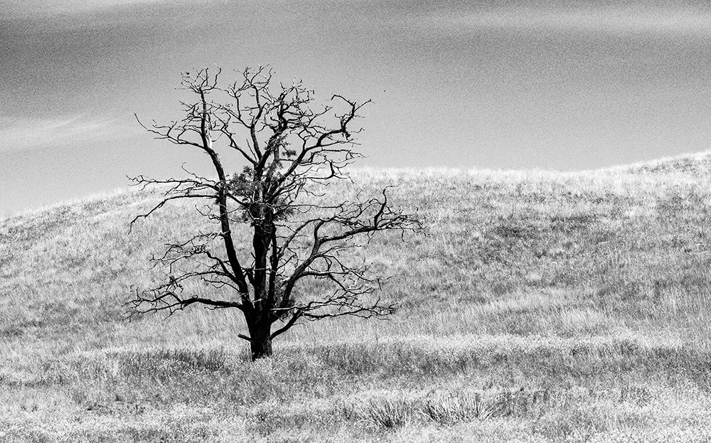 USA-Washington State-Eastern Washington-Benge With lone dead tree in field of grasses art print by Sylvia Gulin for $57.95 CAD