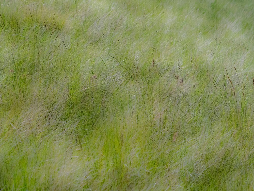 USA-Washington State-Palouse grasses soft focused near Colfax art print by Sylvia Gulin for $57.95 CAD