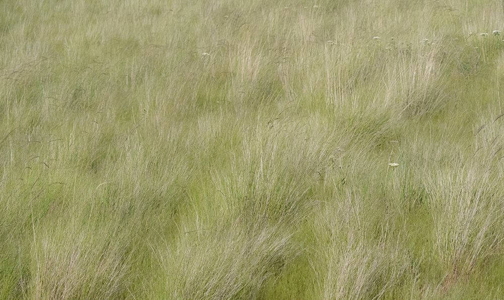 USA-Washington State-Palouse grasses soft focused near Colfax art print by Sylvia Gulin for $57.95 CAD