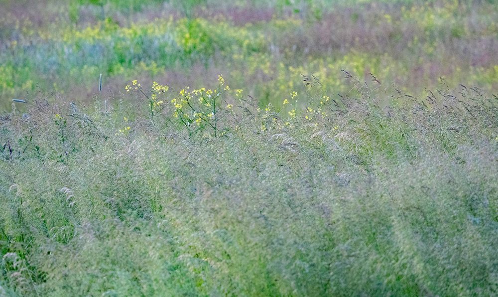 USA-Washington State-Palouse-Eastern Washington Green grass field art print by Sylvia Gulin for $57.95 CAD