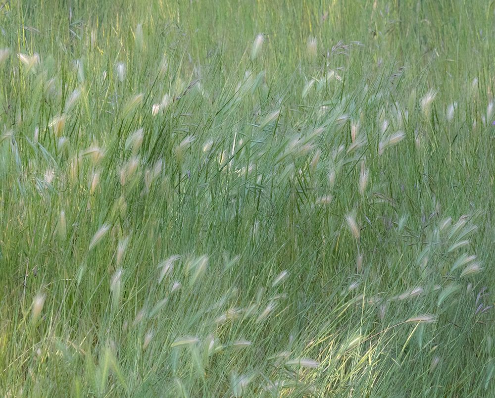 USA-Washington State-Palouse with hillside planted in grass art print by Sylvia Gulin for $57.95 CAD