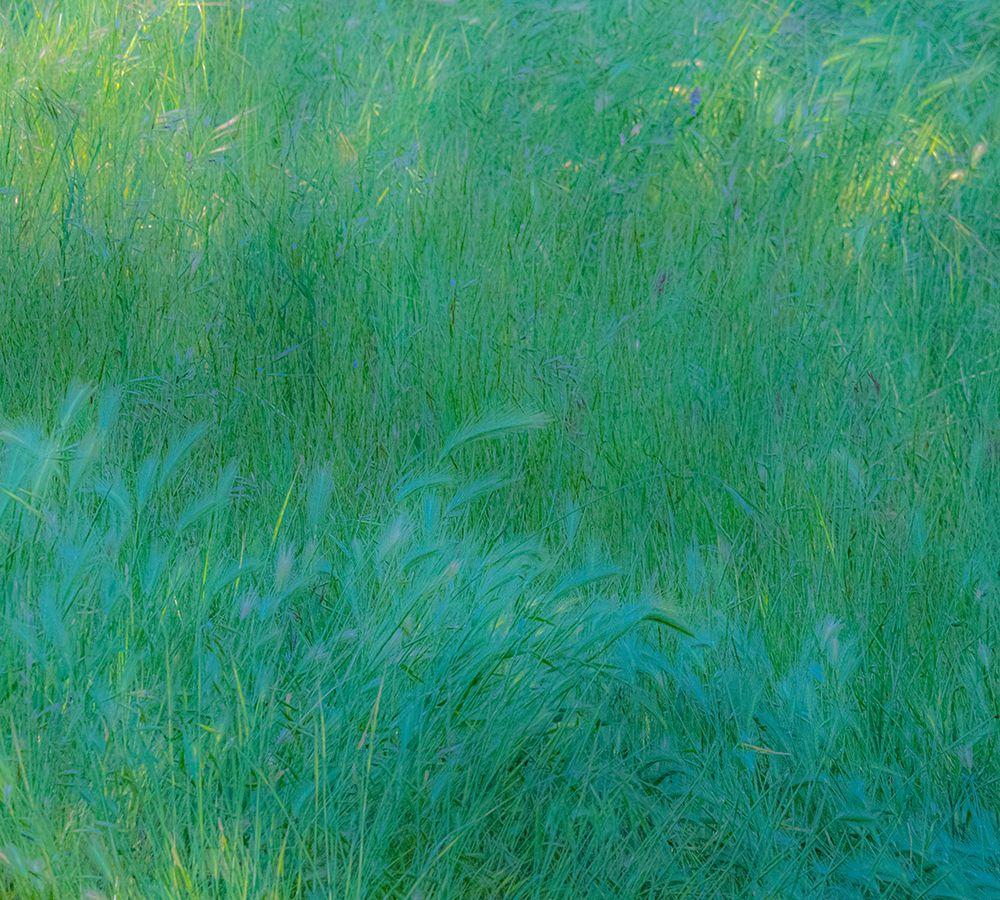 USA-Washington State-Palouse with hillside planted in grass art print by Sylvia Gulin for $57.95 CAD