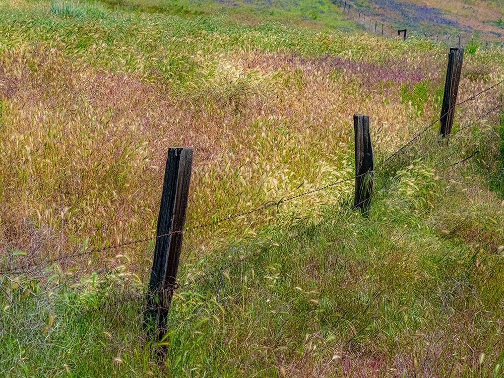 USA-Washington State-Palouse with wooden fence posts in grass field art print by Sylvia Gulin for $57.95 CAD
