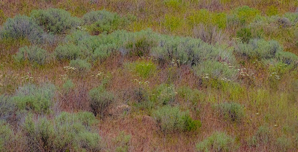 USA-Washington State-Palouse-Colfax and field of sagebrush art print by Sylvia Gulin for $57.95 CAD