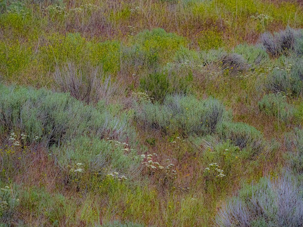 USA-Washington State-Palouse-Colfax and field of sagebrush art print by Sylvia Gulin for $57.95 CAD