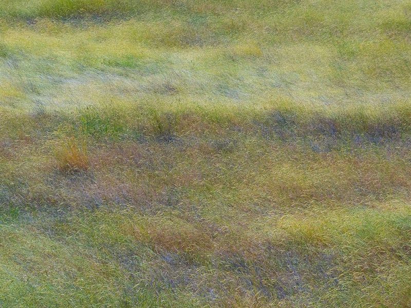 USA-Washington State-Eastern Washington field of wildflowers near Winona art print by Sylvia Gulin for $57.95 CAD
