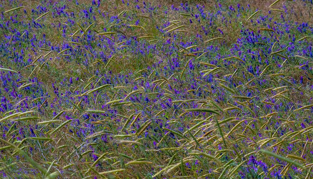 USA-Washington State-Benge Purple vetch in field art print by Sylvia Gulin for $57.95 CAD