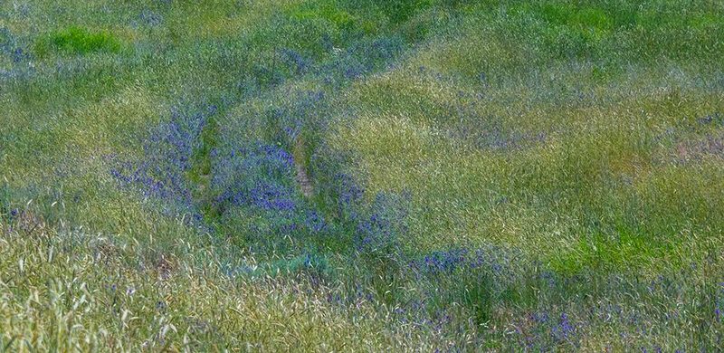 USA-Washington State-Benge Purple vetch in field art print by Sylvia Gulin for $57.95 CAD