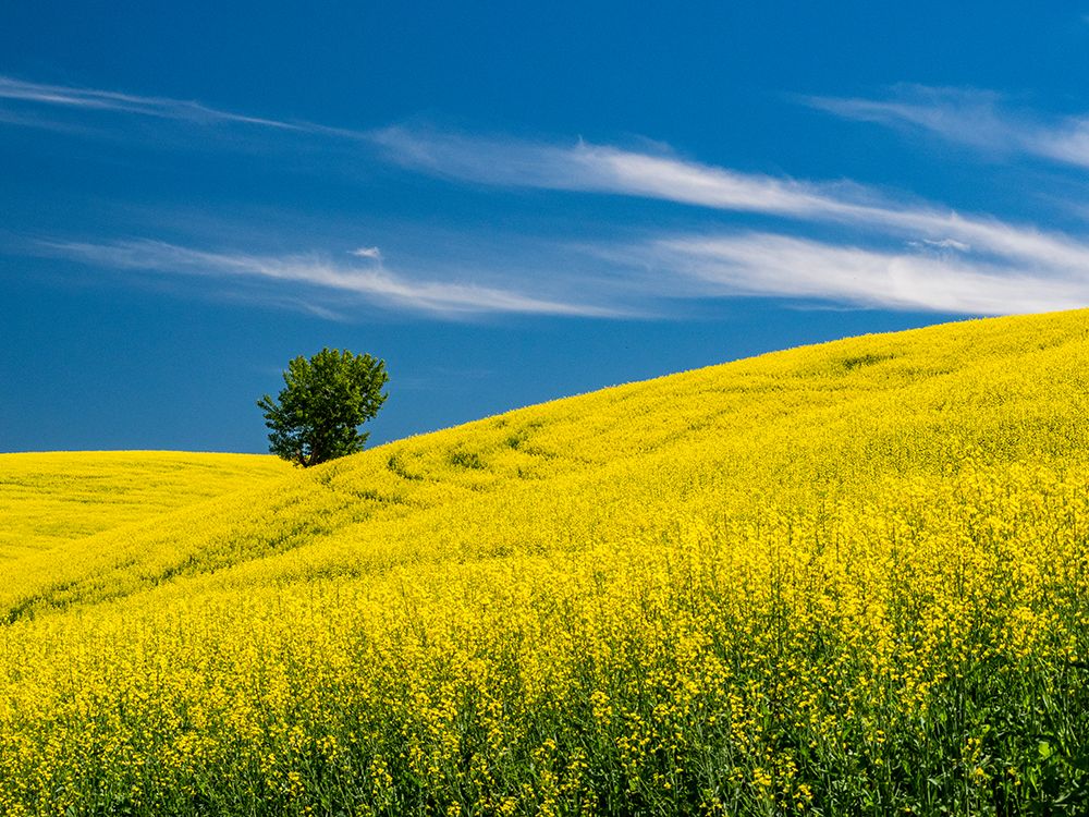 USA-Washington State-Palouse canola field with lone tree near Colfax art print by Sylvia Gulin for $57.95 CAD