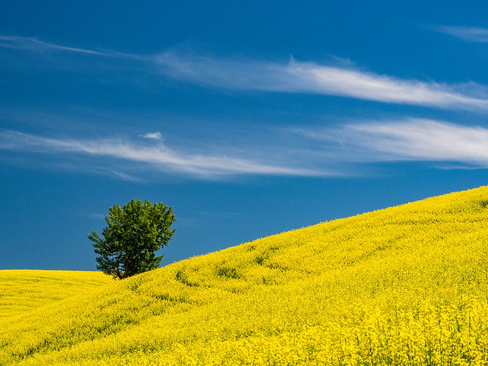 USA-Washington State-Palouse canola field with lone tree near Colfax art print by Sylvia Gulin for $57.95 CAD