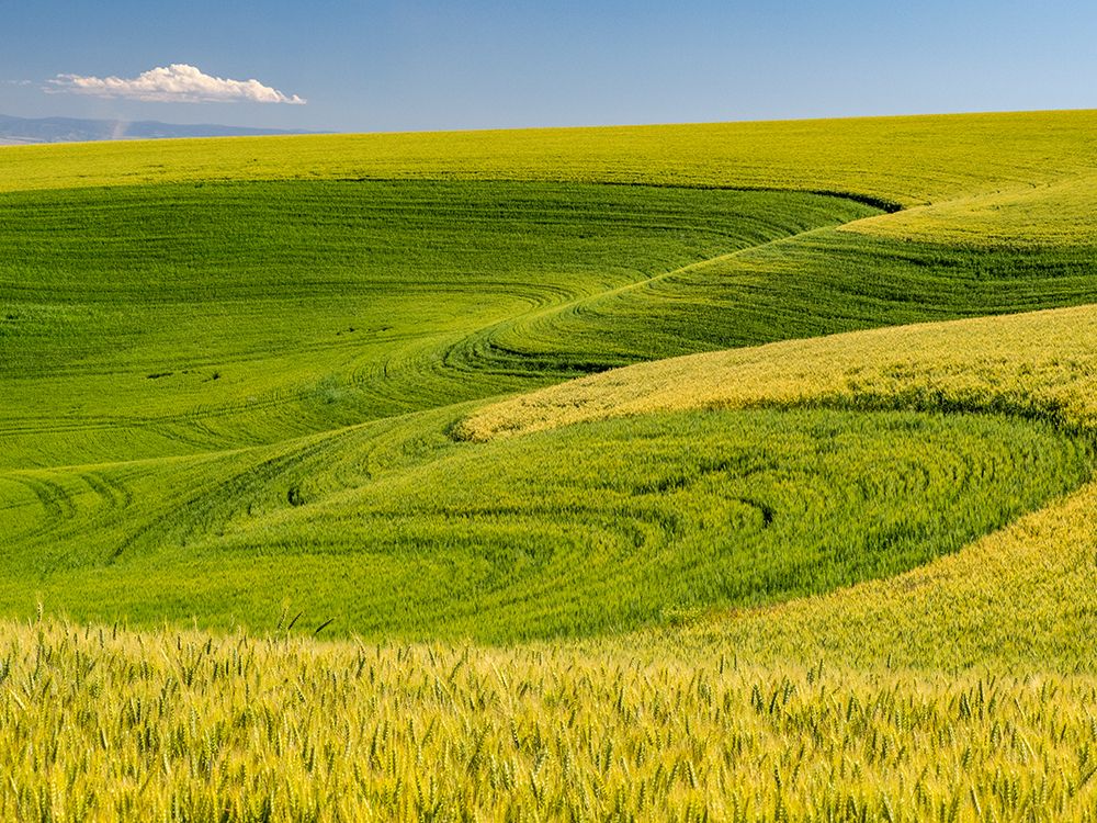 USA-Washington State-Palouse canola field with near Colfax art print by Sylvia Gulin for $57.95 CAD