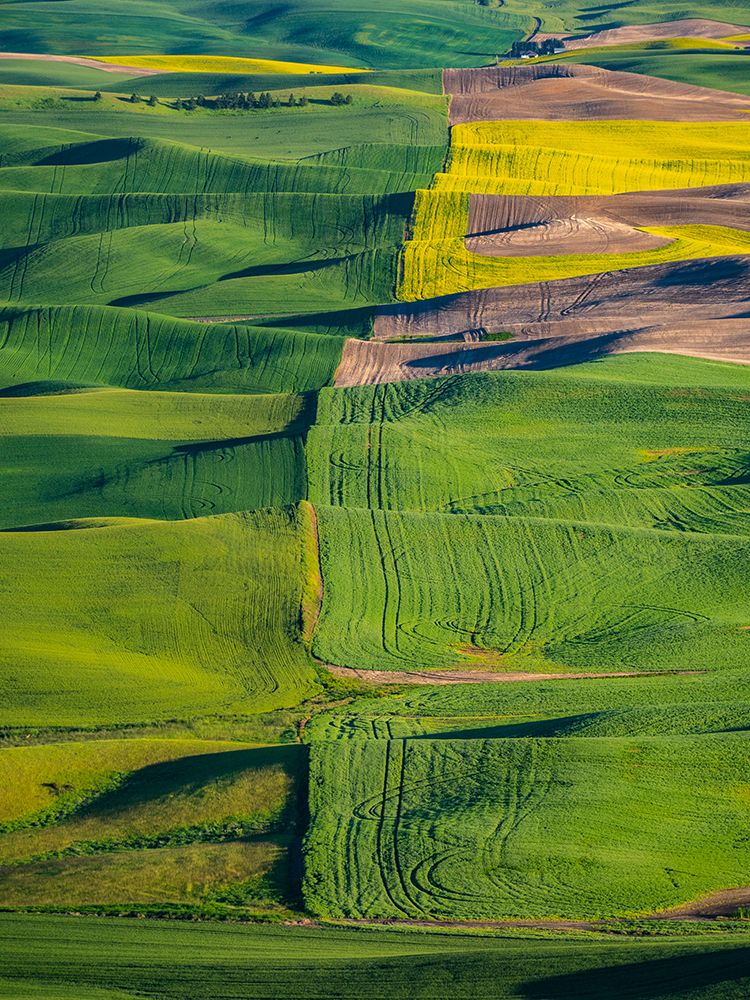 USA-Washington State-Palouse and Steptoe Butte State Park view of Wheat and Canola art print by Sylvia Gulin for $57.95 CAD