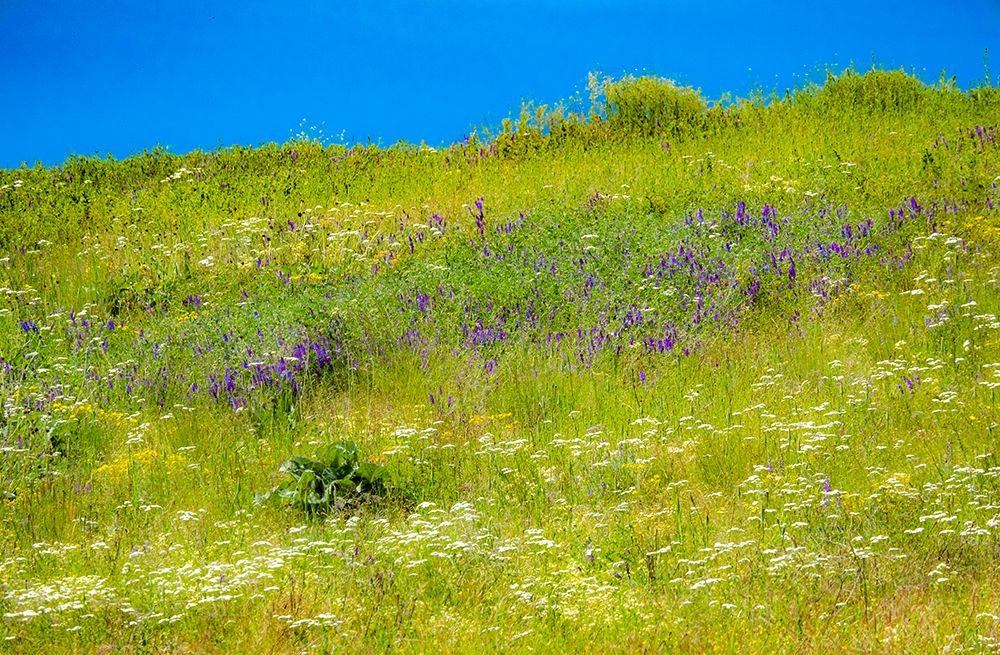 USA-Washington State-Palouse grass fields that were not being farmed art print by Sylvia Gulin for $57.95 CAD