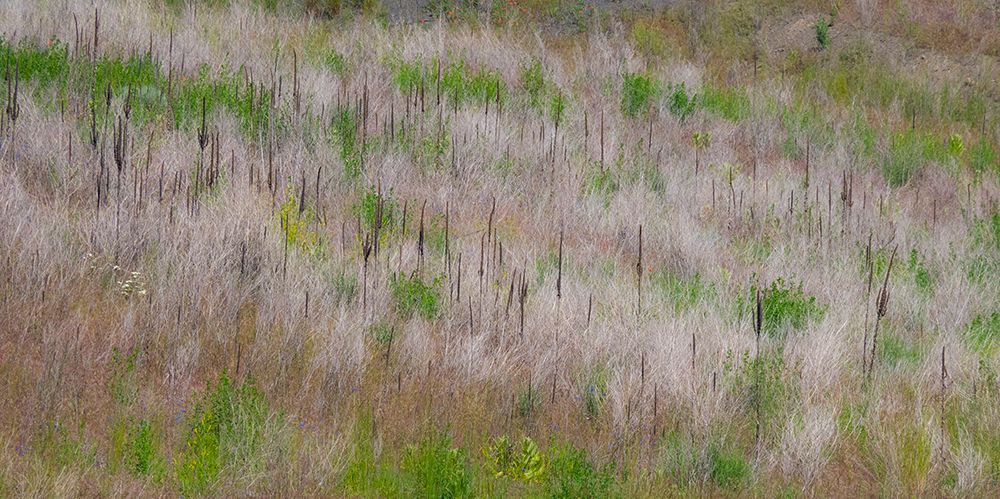 USA-Washington State-Palouse grass fields that were not being farmed art print by Sylvia Gulin for $57.95 CAD
