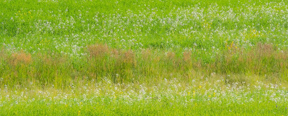 USA-Washington State-Palouse grass fields that were not being farmed art print by Sylvia Gulin for $57.95 CAD
