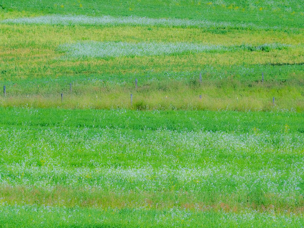 USA-Washington State-Palouse grass fields that were not being farmed art print by Sylvia Gulin for $57.95 CAD