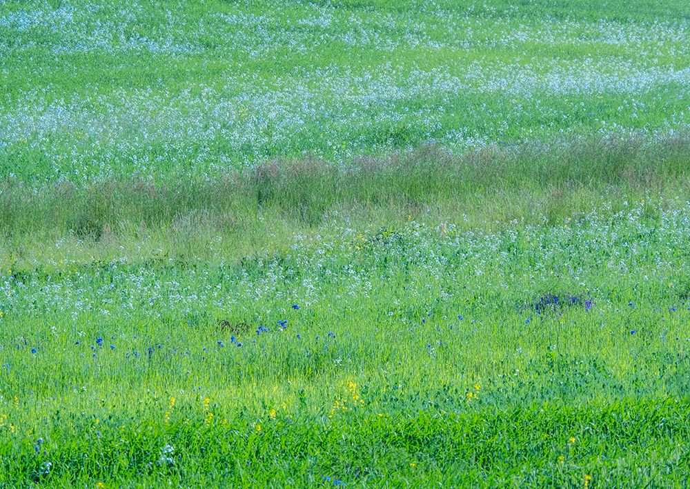 USA-Washington State-Palouse grass fields that were not being farmed art print by Sylvia Gulin for $57.95 CAD