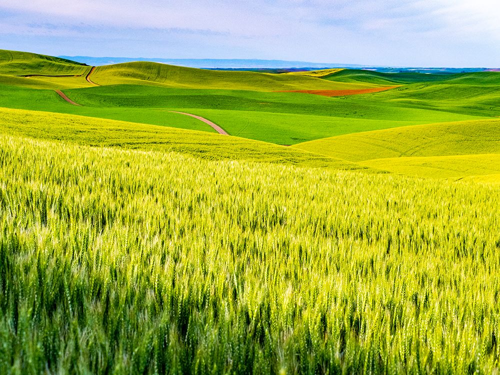 USA-Washington State-Palouse overview of wheat fields from above art print by Sylvia Gulin for $57.95 CAD