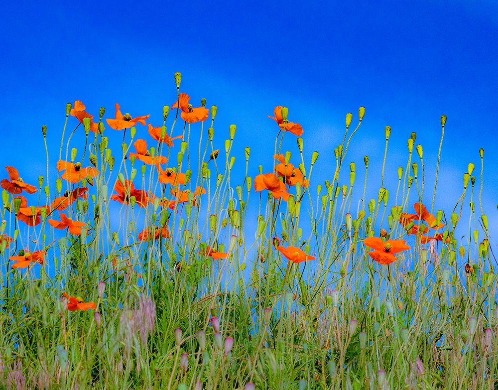 USA-Washington State-Palouse and field of red poppies art print by Sylvia Gulin for $57.95 CAD