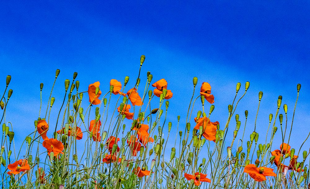 USA-Washington State-Palouse and field of red poppies art print by Sylvia Gulin for $57.95 CAD