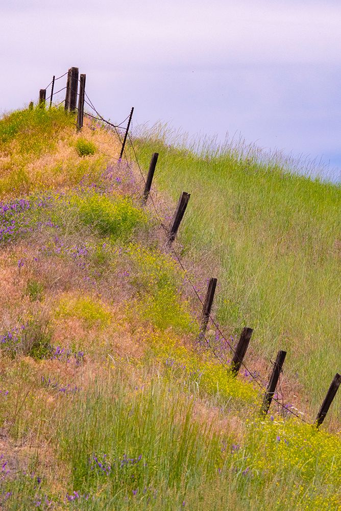 USA-Washington State-Palouse fence line near Winona with vetch and grasses art print by Sylvia Gulin for $57.95 CAD