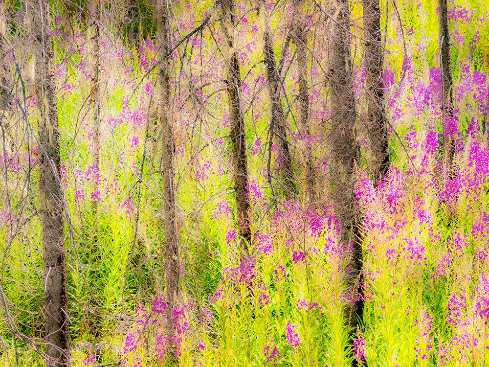 USA-Washington State-burnt forest and fire weed along Lake Cle Elum Washington Cascades art print by Sylvia Gulin for $57.95 CAD