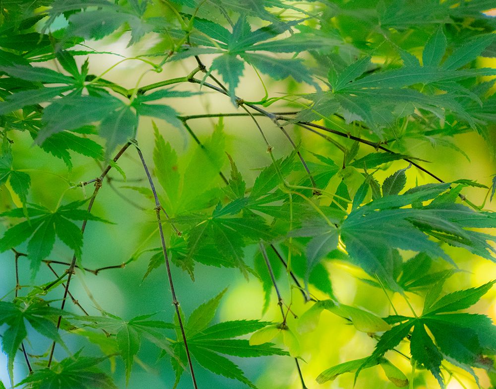 USA-Washington State-Sammamish Japanese Maple leaves art print by Sylvia Gulin for $57.95 CAD