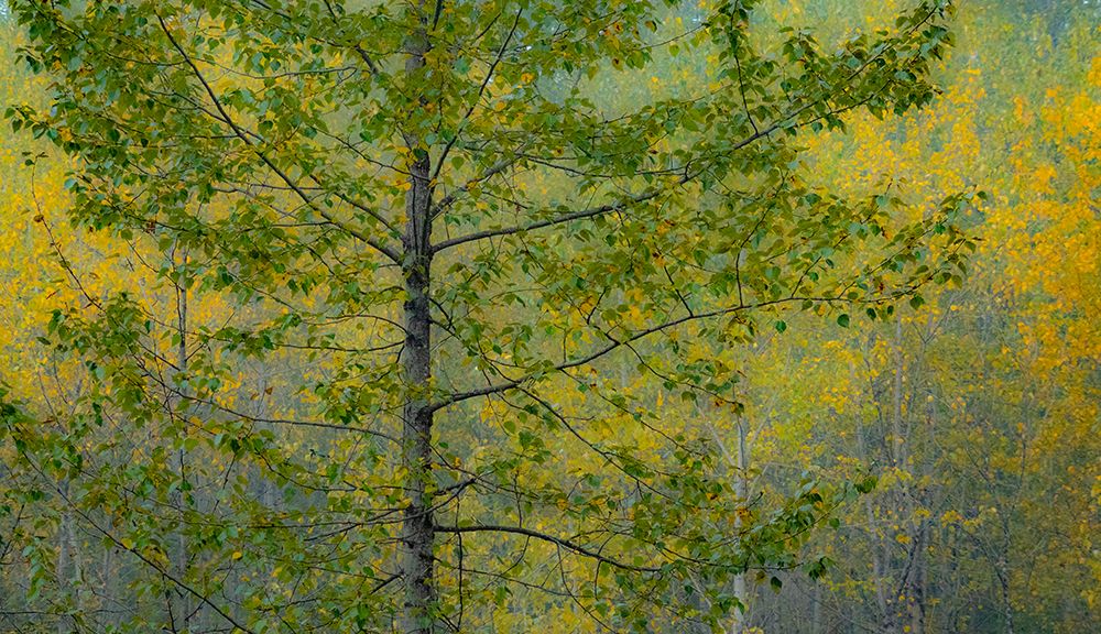USA-Washington State-Preston with Cottonwoods in fall color art print by Sylvia Gulin for $57.95 CAD