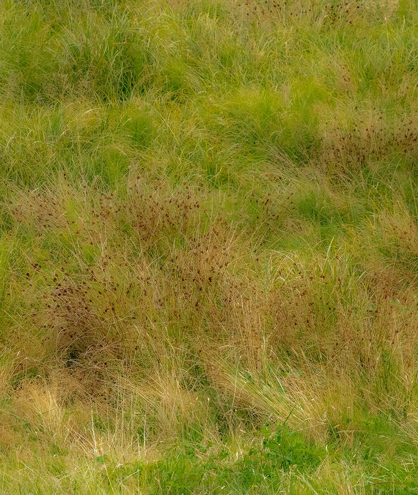 USA-Washington State-Issaquah and grassy field art print by Sylvia Gulin for $57.95 CAD
