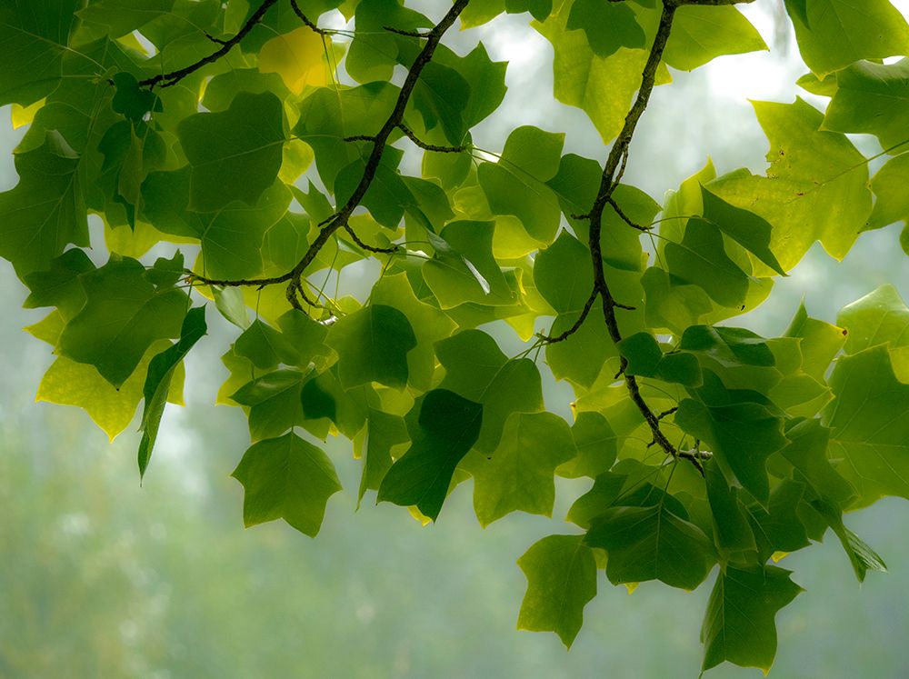 USA-Washington State-Bellevue Ginkgo Tree green leaves art print by Sylvia Gulin for $57.95 CAD