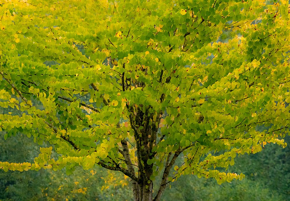 USA-Washington State-Bellevue Ginkgo Tree in Autumn colors art print by Sylvia Gulin for $57.95 CAD