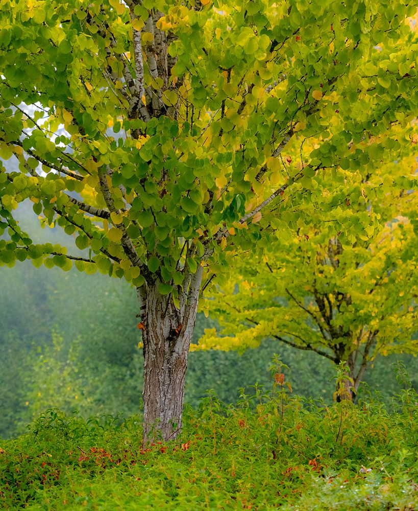 USA-Washington State-Bellevue Ginkgo Tree in Autumn colors art print by Sylvia Gulin for $57.95 CAD