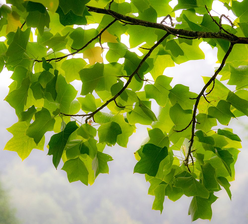 USA-Washington State-Bellevue Ginkgo Tree green leaves art print by Sylvia Gulin for $57.95 CAD
