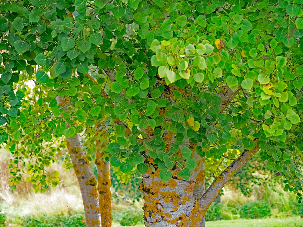 USA-Washington State-Bellevue Ginkgo Tree green leaves art print by Sylvia Gulin for $57.95 CAD