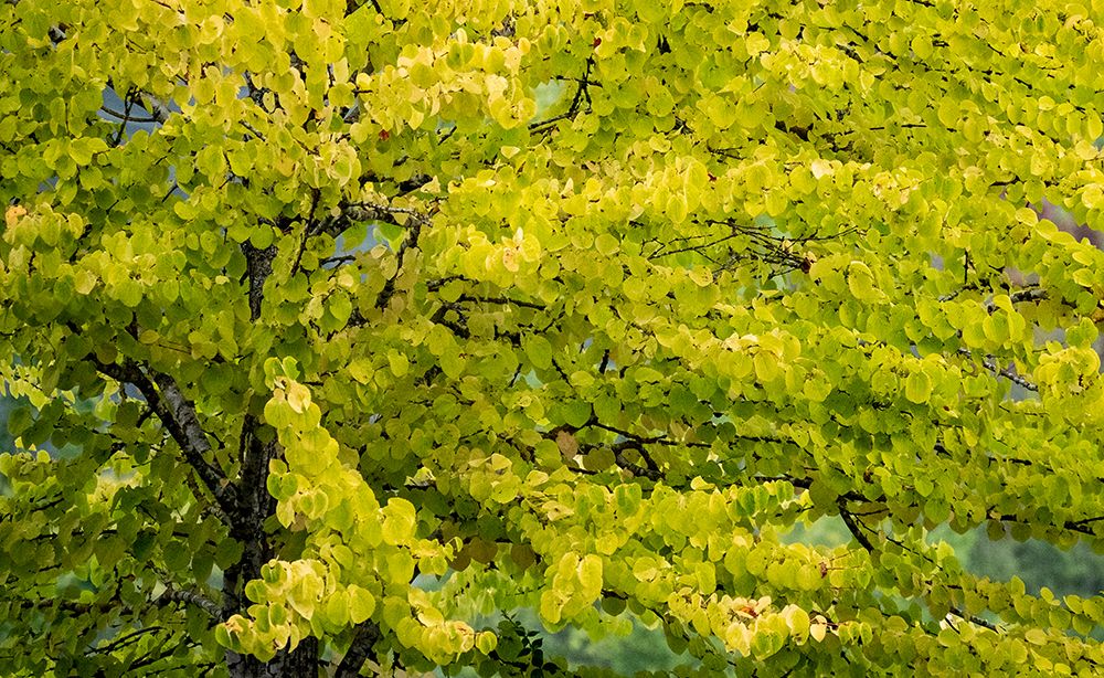 USA-Washington State-Bellevue Ginkgo Tree in Autumn colors art print by Sylvia Gulin for $57.95 CAD