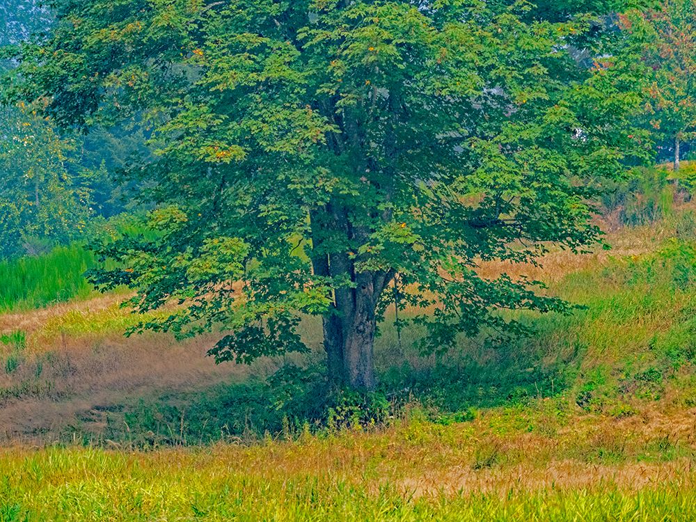 USA-Washington State-Issaquah lone Big Leaf Maple tree in grassy field art print by Sylvia Gulin for $57.95 CAD
