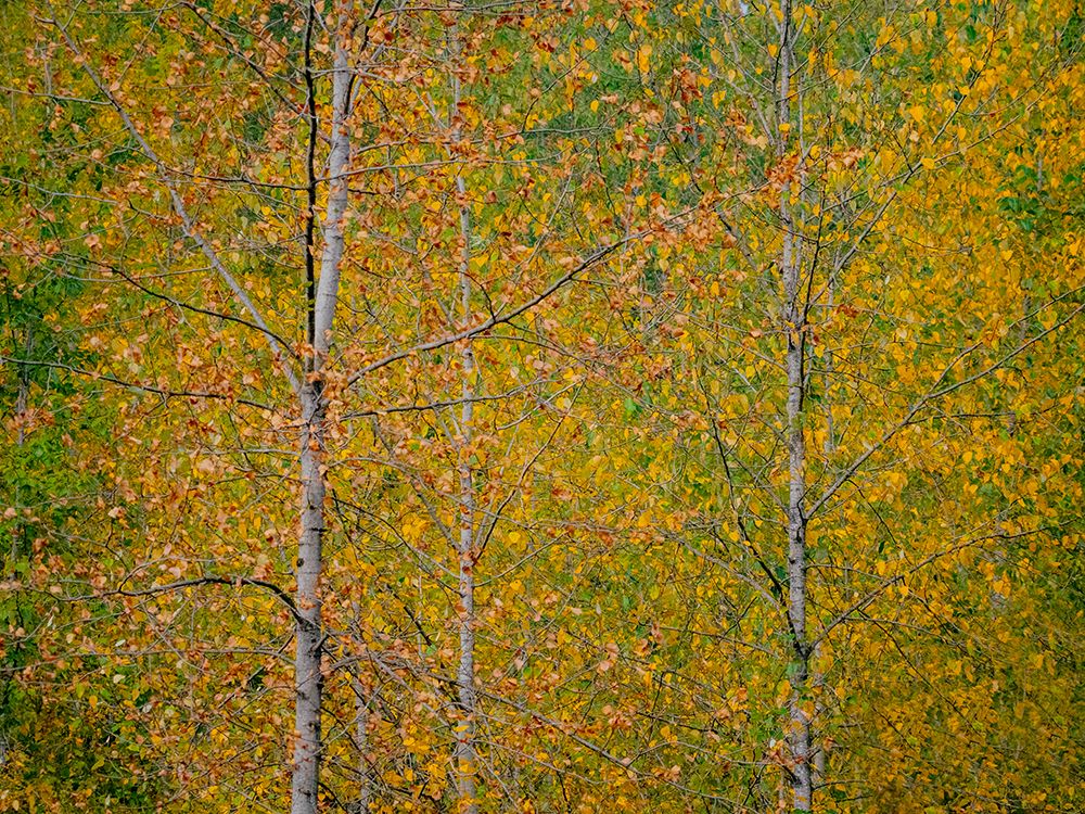 USA-Washington State-Preston and Cottonwood trees in fall colors art print by Sylvia Gulin for $57.95 CAD