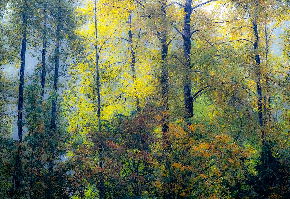USA-Washington State-Preston with Cottonwoods in fall color art print by Sylvia Gulin for $57.95 CAD