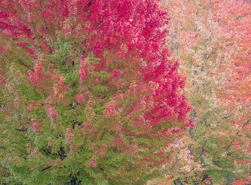 USA-Washington State-Issaquah with fall colored Maple trees along downtown roads art print by Sylvia Gulin for $57.95 CAD