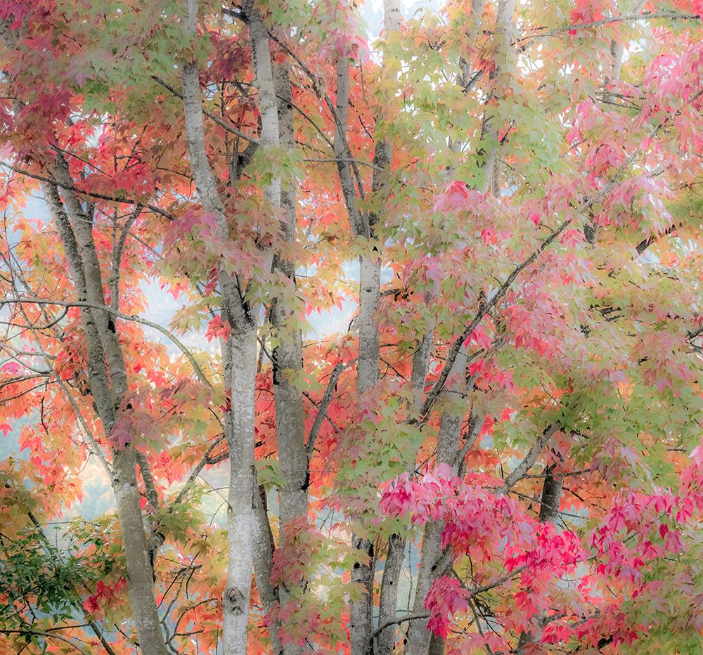 USA-Washington State-Issaquah with fall colored Maple trees along downtown roads art print by Sylvia Gulin for $57.95 CAD