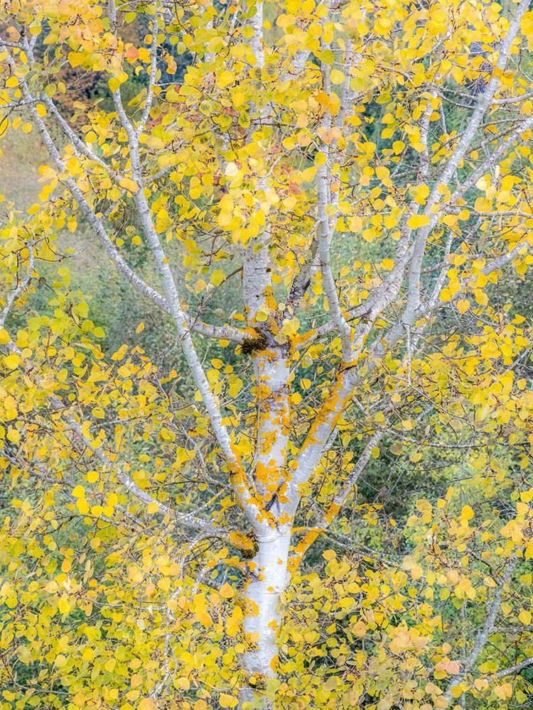 USA-Washington State-Bellevue birch trees with golden fall colors art print by Sylvia Gulin for $57.95 CAD