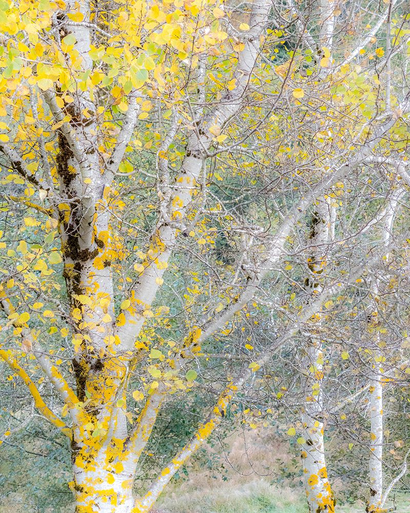 USA-Washington State-Bellevue birch trees with golden fall colors art print by Sylvia Gulin for $57.95 CAD