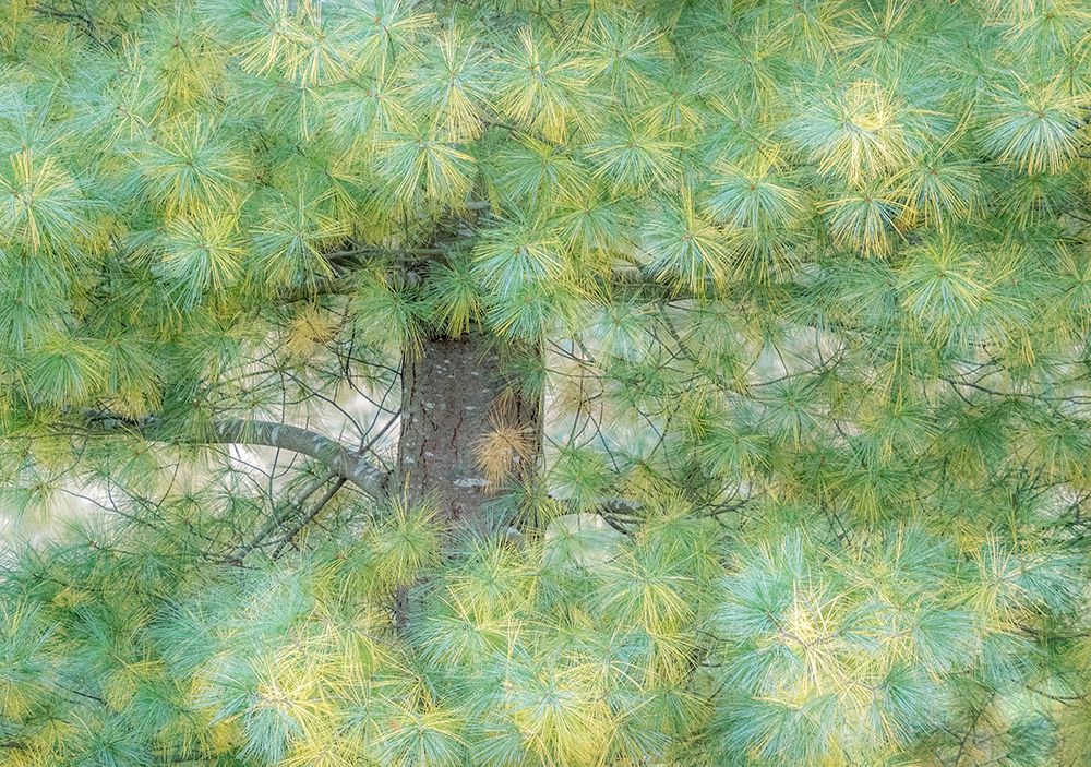USA-Washington State-Bellevue Pine tree close up and tree trunk art print by Sylvia Gulin for $57.95 CAD