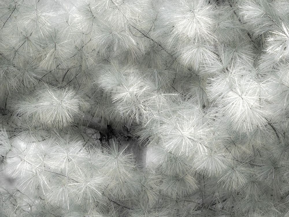 USA-Washington State-Bellevue Pine tree close up and tree trunk art print by Sylvia Gulin for $57.95 CAD