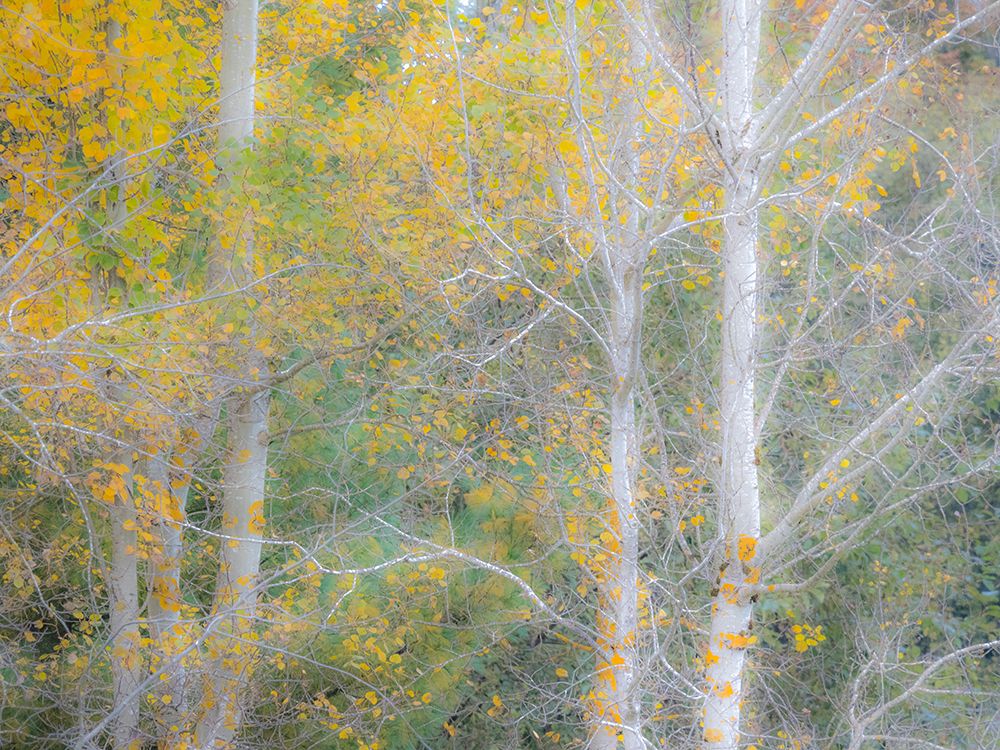 USA-Washington State-Bellevue birch trees with golden fall colors art print by Sylvia Gulin for $57.95 CAD