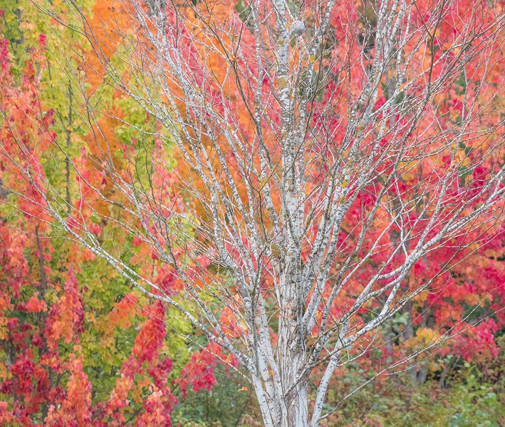 USA-Washington State-Issaquah with fall colored Maple trees along downtown roads art print by Sylvia Gulin for $57.95 CAD