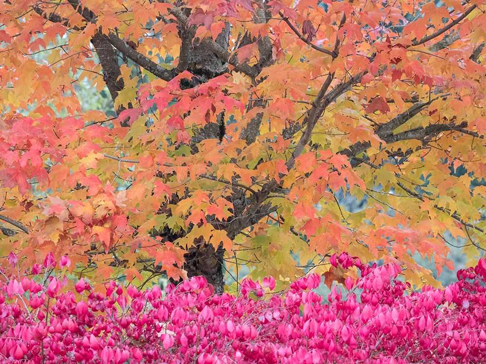 USA-Washington State-Issaquah with fall colored Maple trees along downtown roads art print by Sylvia Gulin for $57.95 CAD