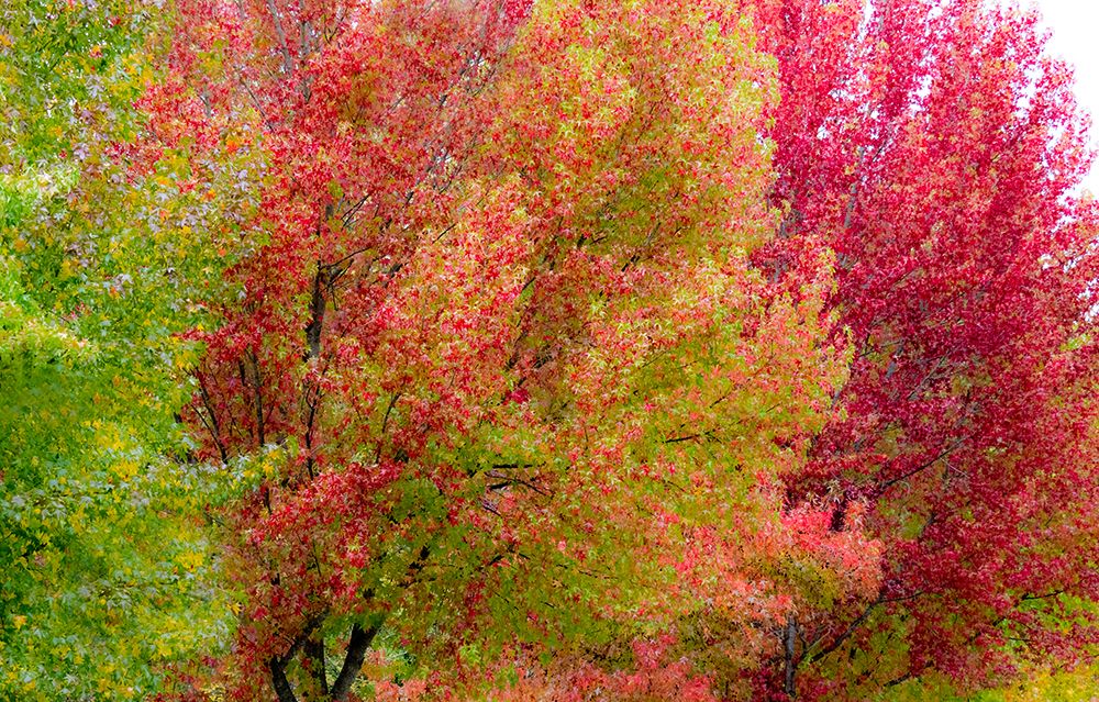 USA-Washington State-Issaquah with fall colored Maple trees along downtown roads art print by Sylvia Gulin for $57.95 CAD