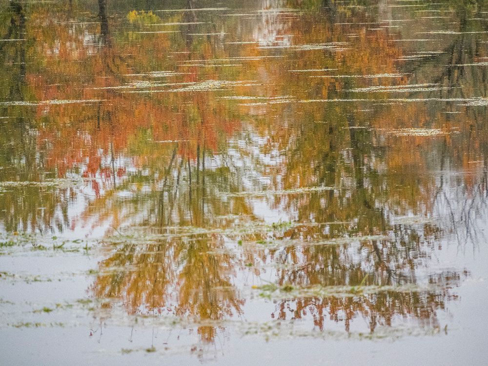 USA-Washington State-Fall City and fall colored trees in reflection Snoqualmie River art print by Sylvia Gulin for $57.95 CAD