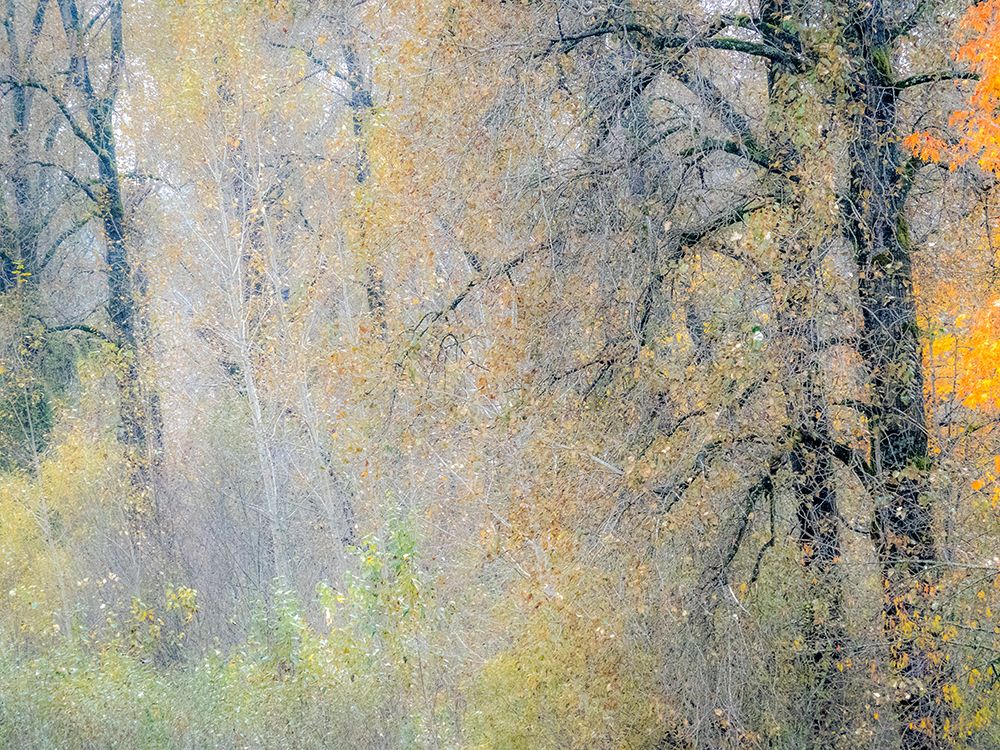 USA-Washington State-Preston-Cottonwoods and Big Leaf Maple trees in fall colors art print by Sylvia Gulin for $57.95 CAD